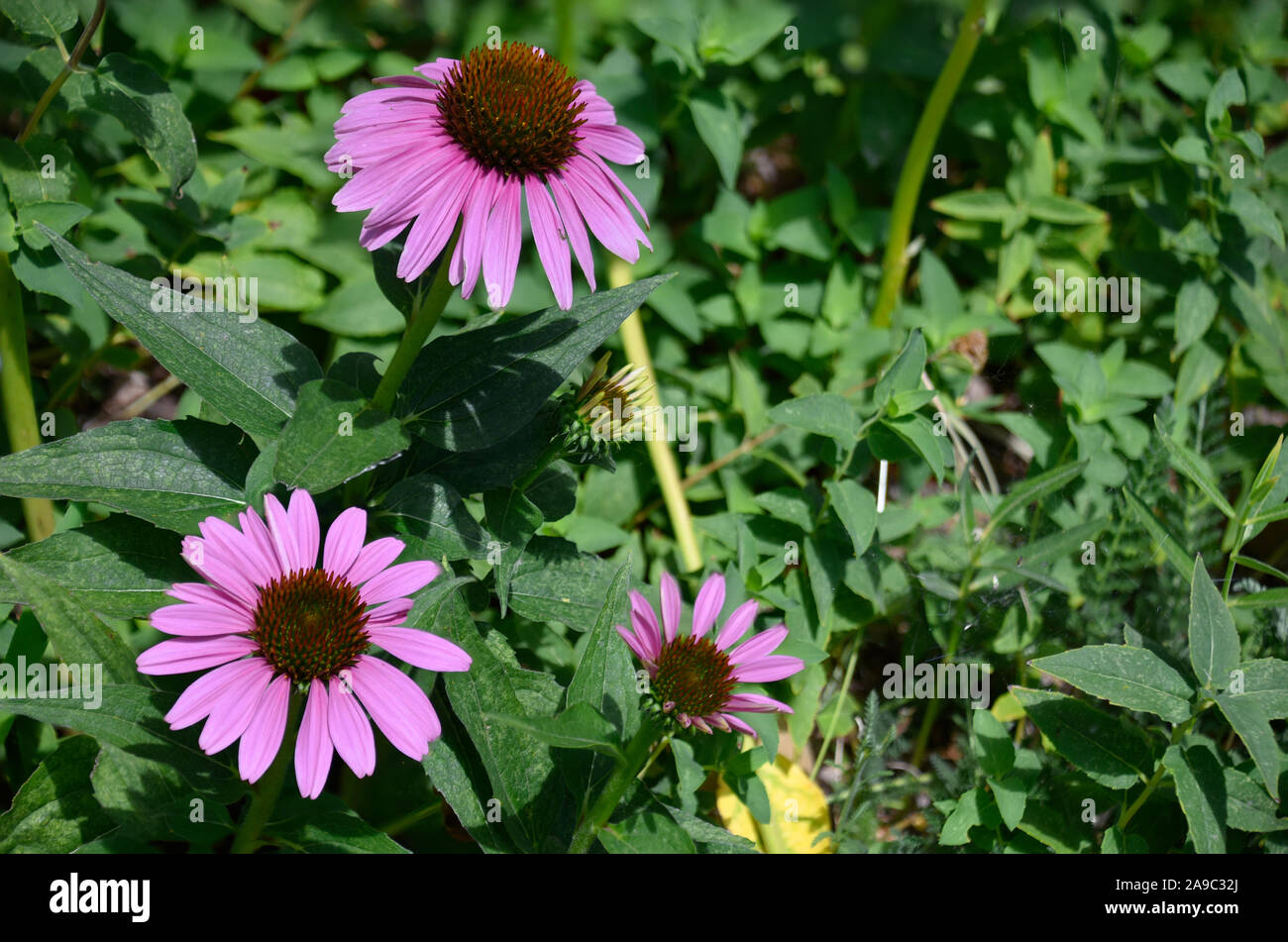 Purple Coneflower or Echinacea Purpurea native to New Mexico and used