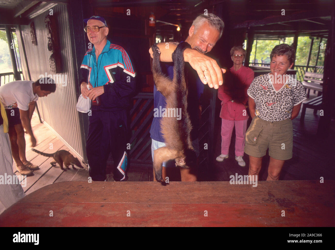 Tourists staying at Ariau Jungle Tower, the biggest Lodge in Amazon used to  play with the monkeys and coatis that come to the hotel, Amazon, Brazil  Stock Photo - Alamy