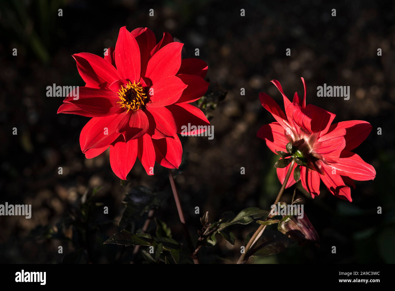 Dahlia Tally Ho With A Bright Red Flower And A Dark Pollenous