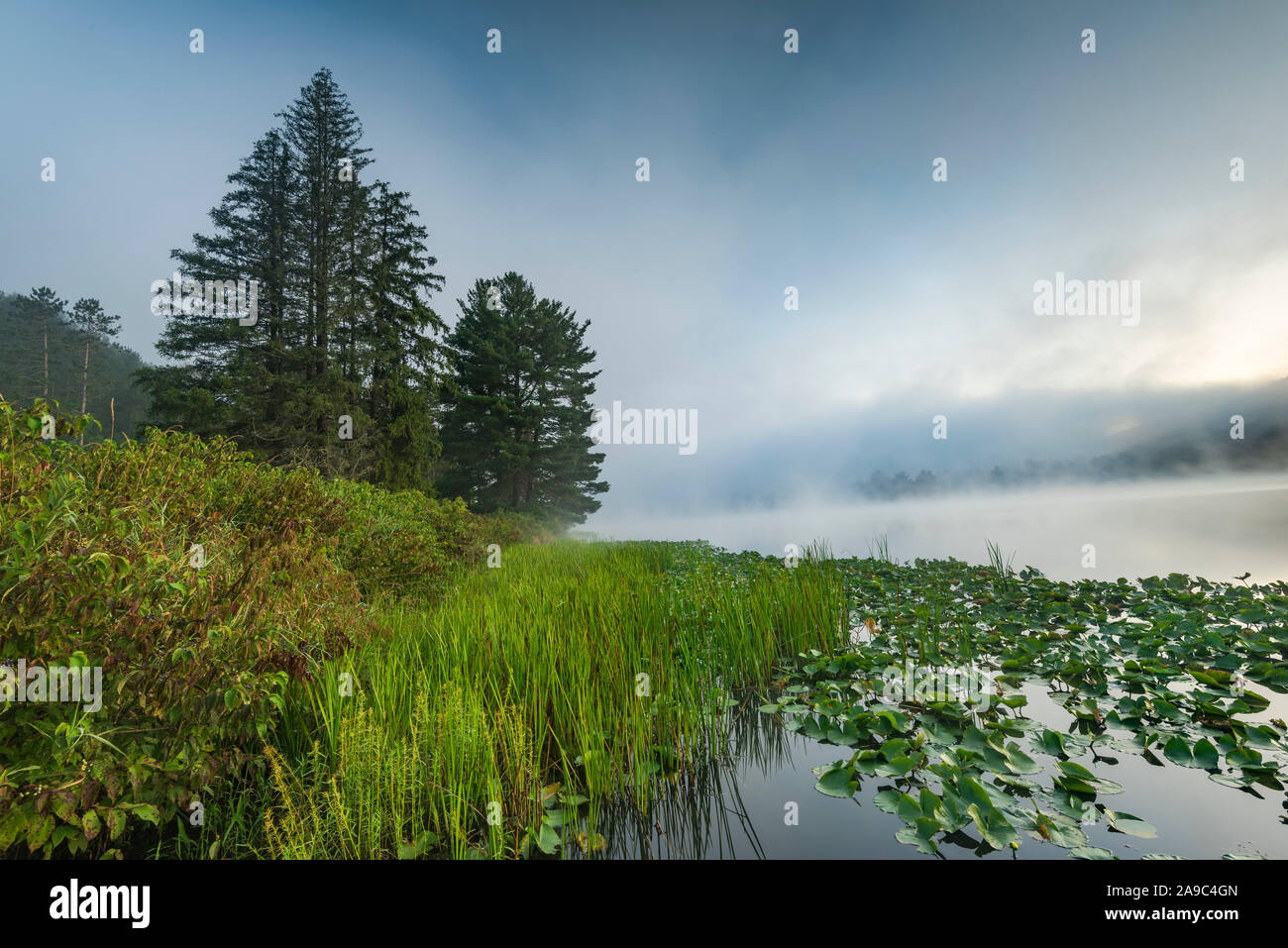 Summer fog rising on Red House Lake, Allegany State Park, Cattaraugus County, New York Stock Photo