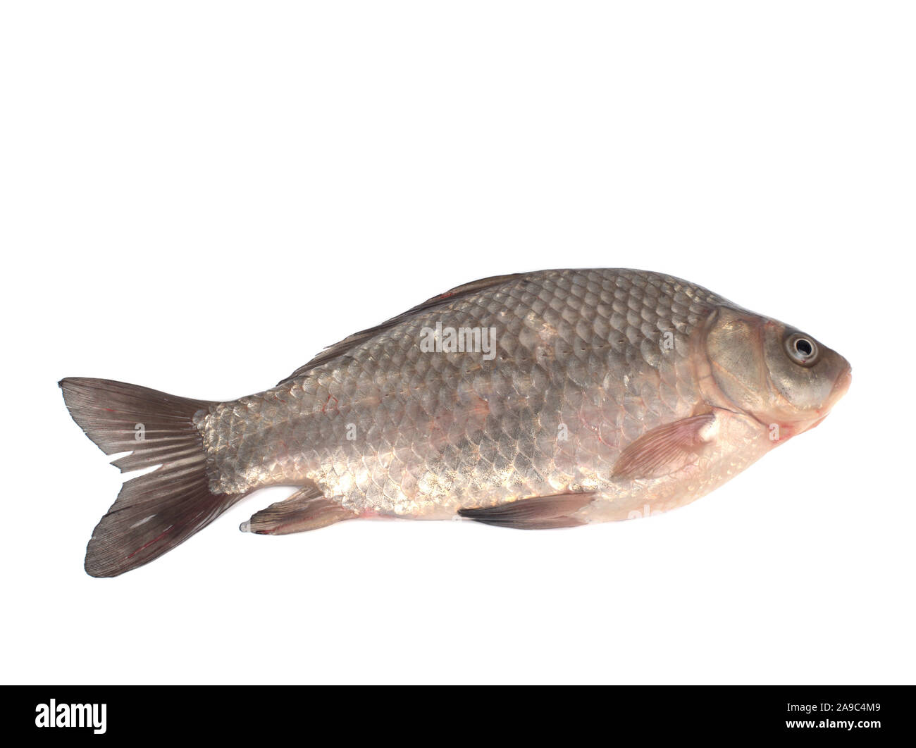 One crucian carp on a white background Stock Photo - Alamy