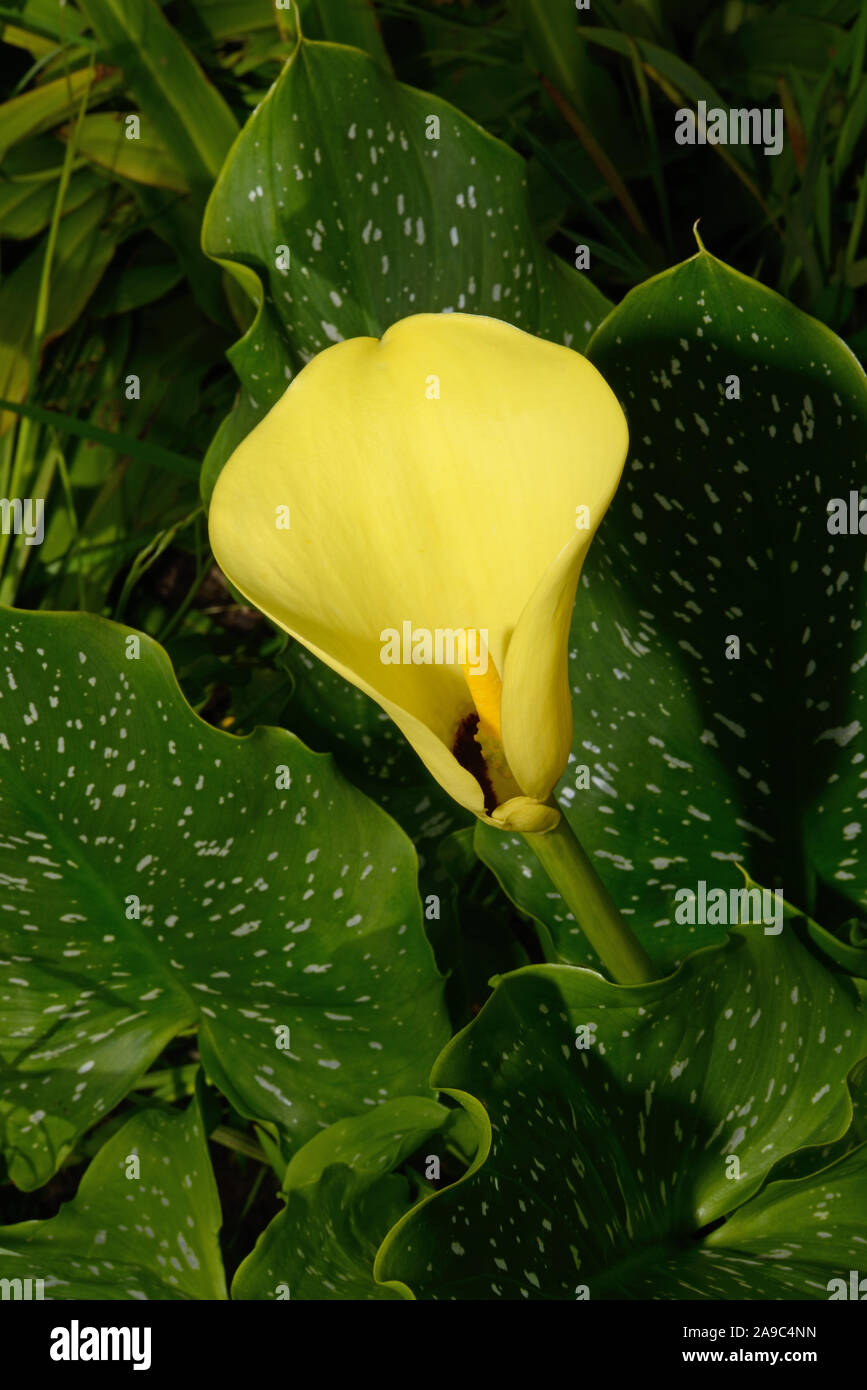 Zantedeschia elliottiana (golden arum) is found in South Africa's Mpumalanga province but now often used as an ornamental plant. Stock Photo