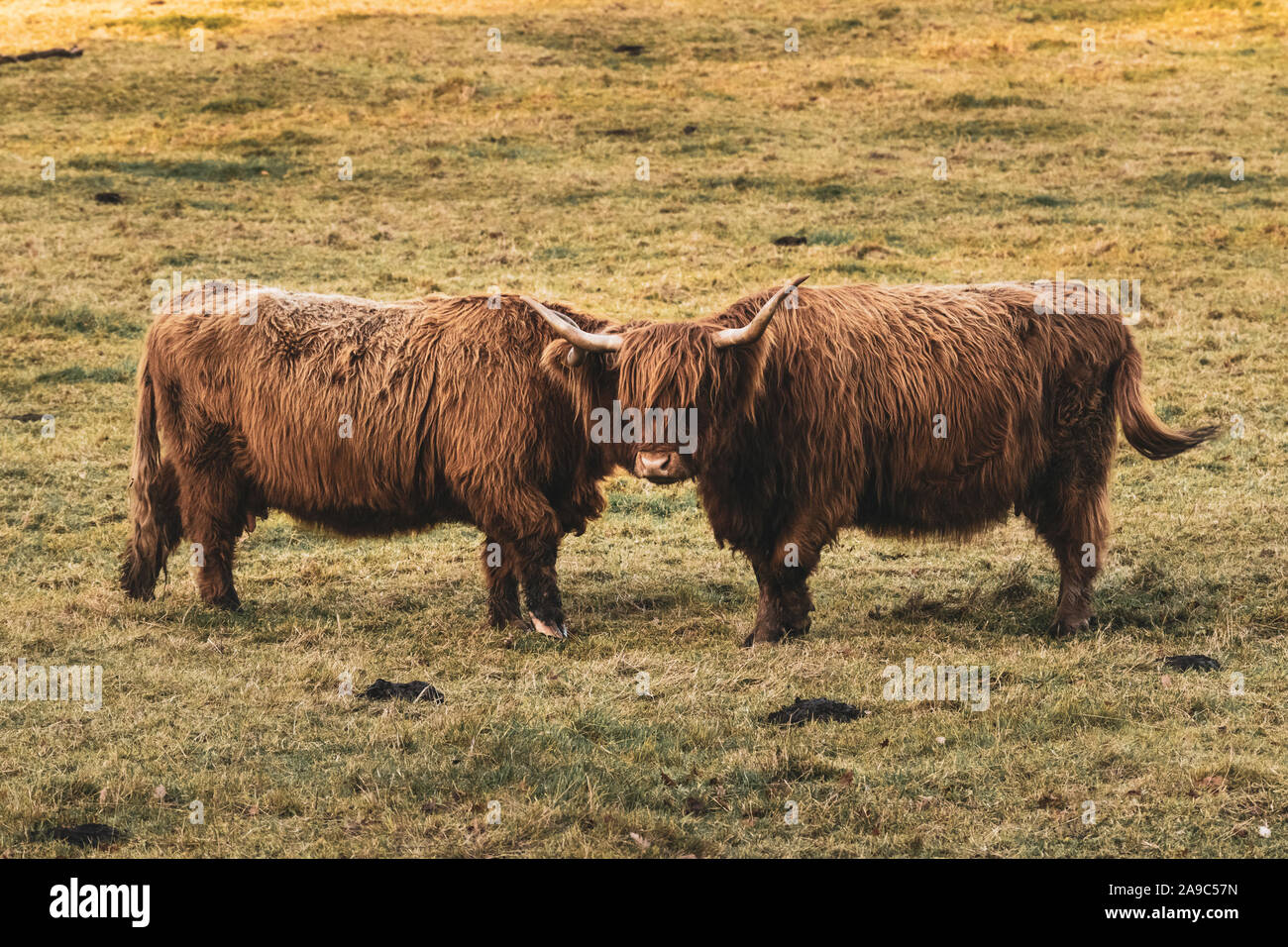 Two hairy coos in Glasgows Pollok Park Stock Photo