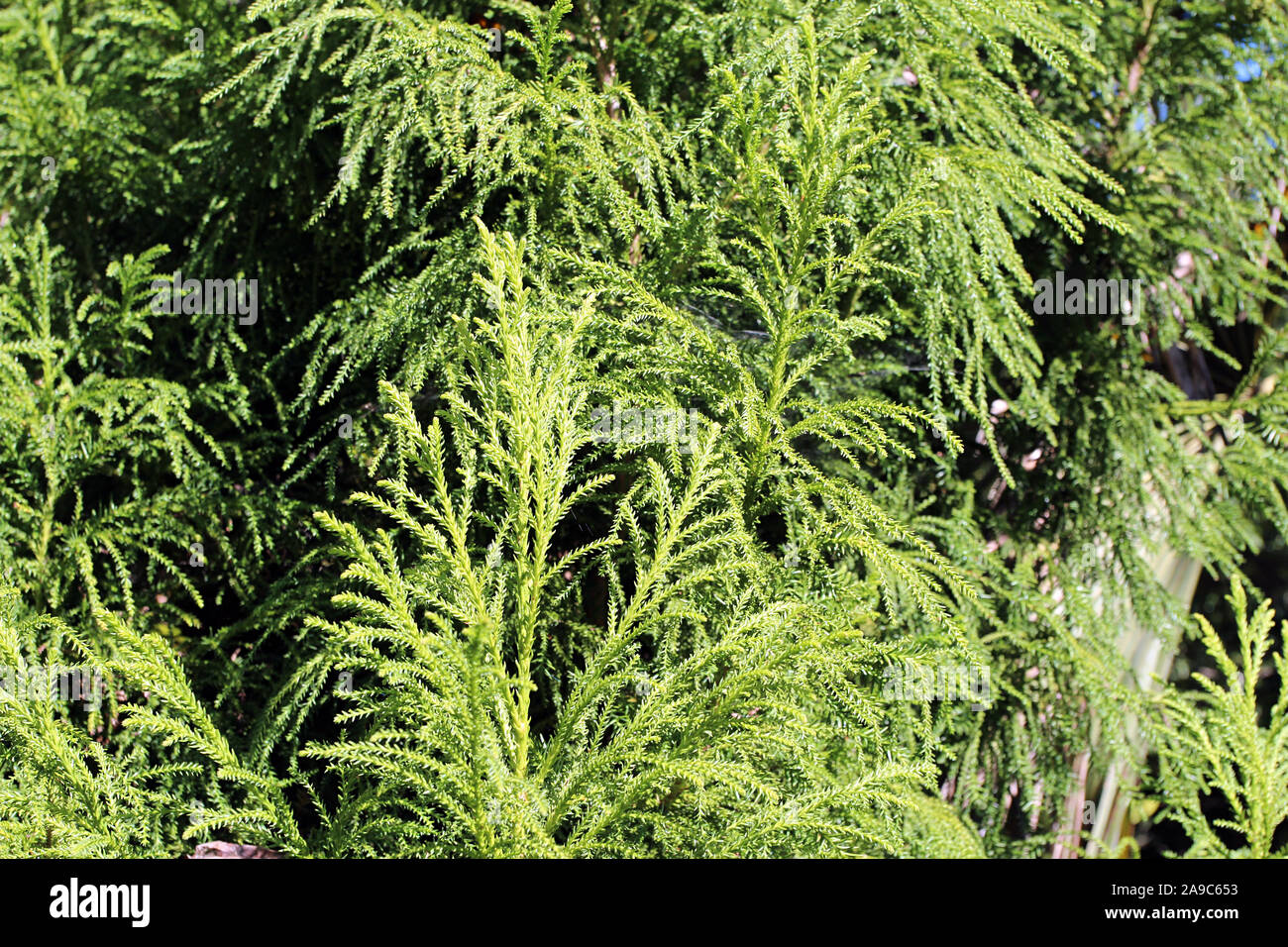 Close up of branches of a Dwarf Japanese Cedar tree, Cryptomeria japonica, in North Carolina, USA Stock Photo