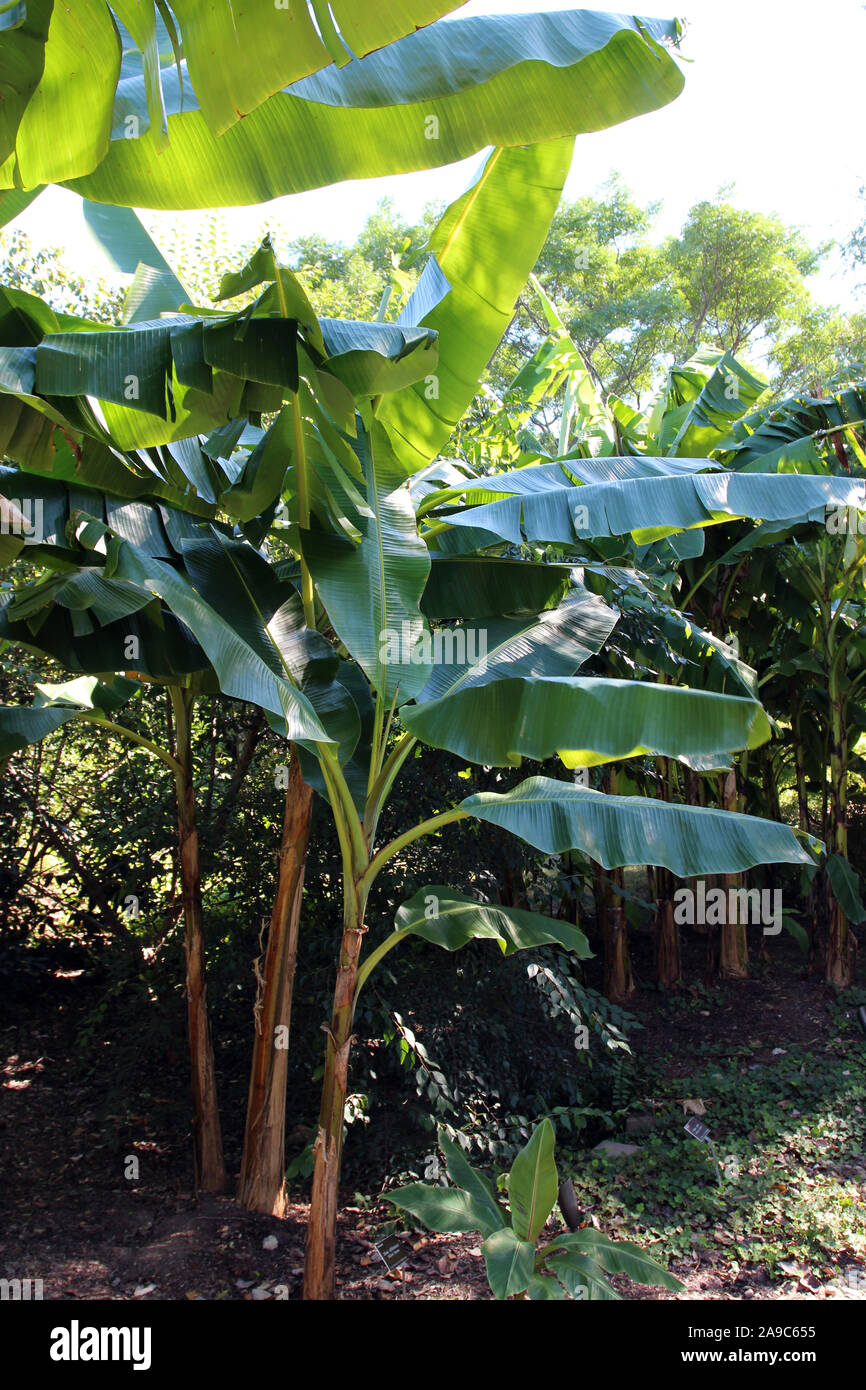 A group of Sikkim Banana Trees, Musa sikkimensis, in an arboretum in Raleigh, North Carolina, USA Stock Photo
