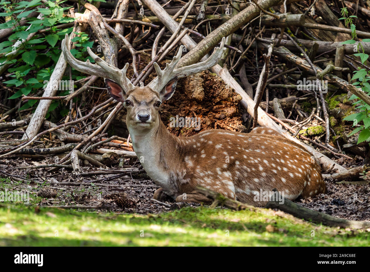 The fallow deer, Dama mesopotamica is a ruminant mammal Stock Photo