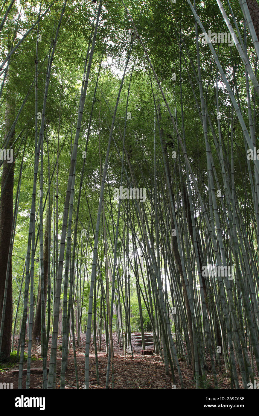 A grove of Bamboo growing in Durham, North Carolina, USA Stock Photo