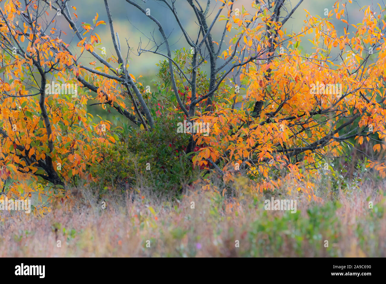 Black cherry tree in autumn foliage Stock Photo