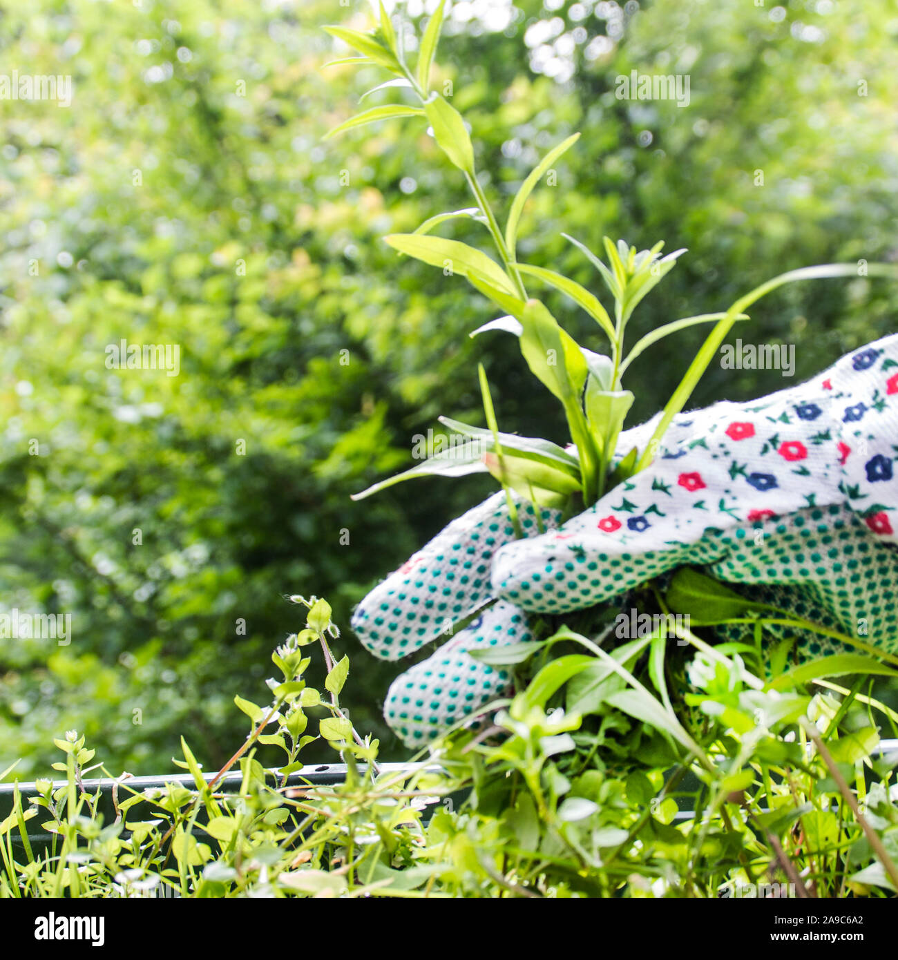 Person pulling weeds hi-res stock photography and images - Alamy