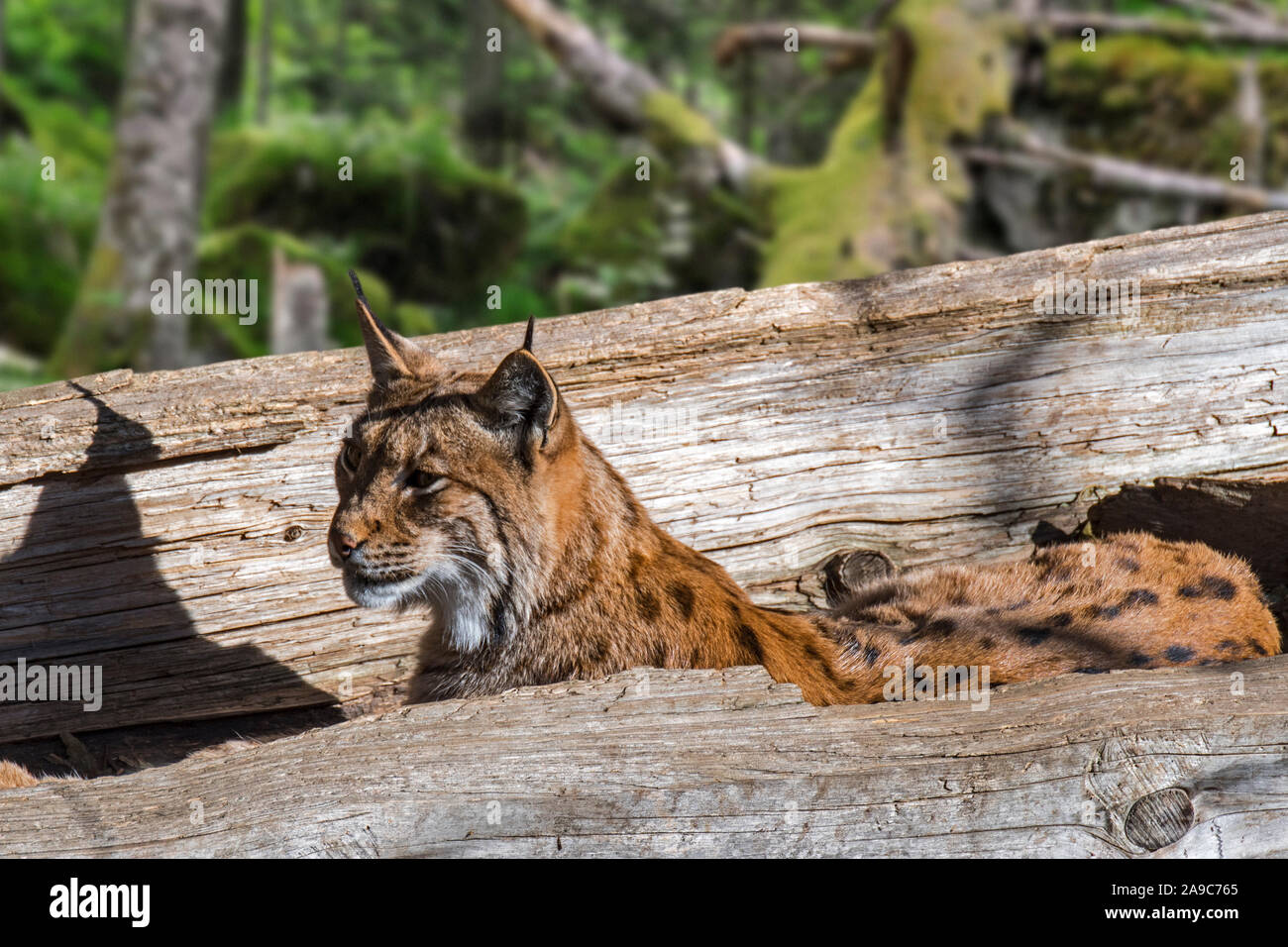 Eurasian lynx (Lynx lynx) resting in hollow fallen tree trunk in forest Stock Photo