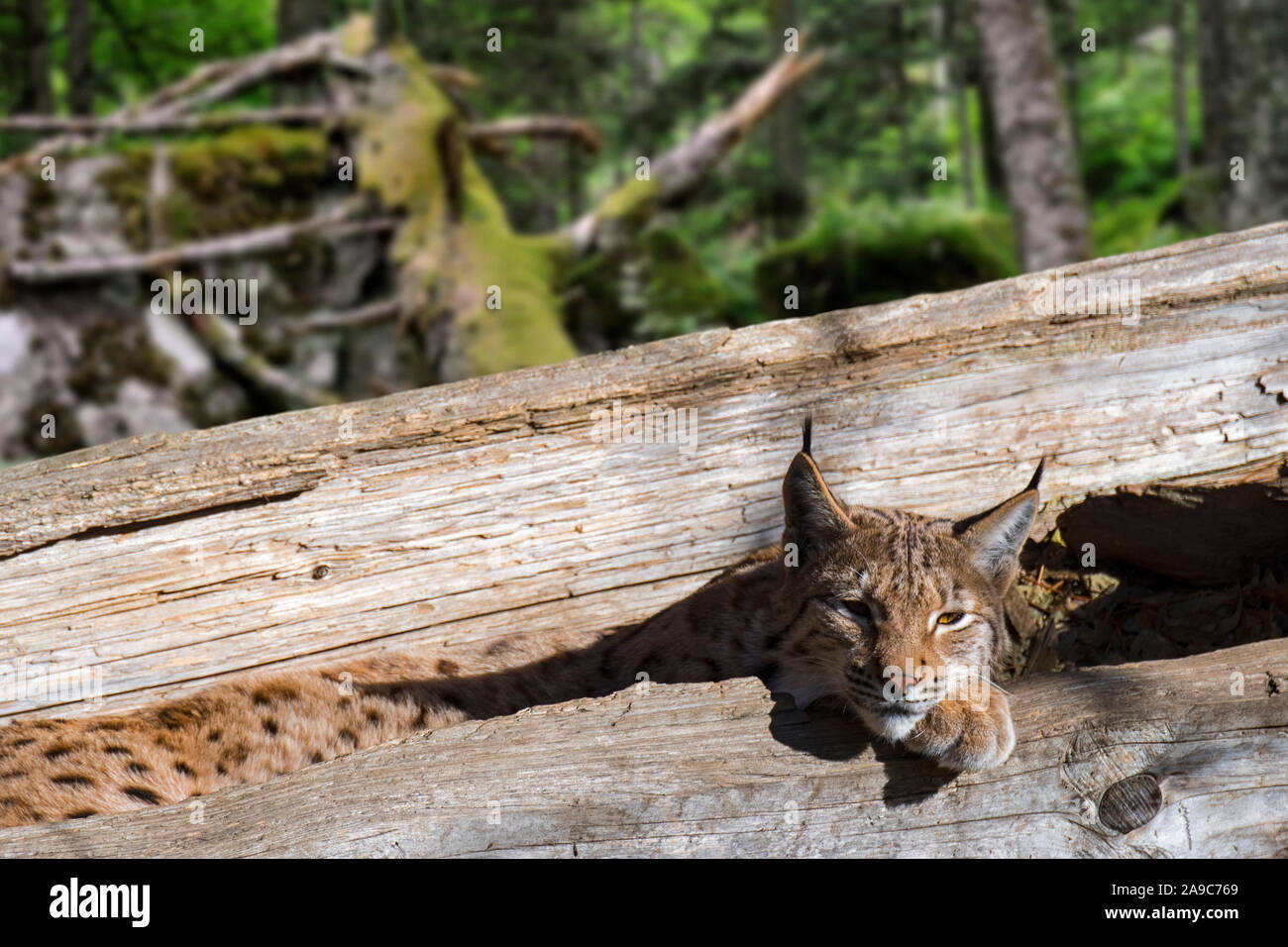 Sleepy Eurasian lynx (Lynx lynx) resting in hollow fallen tree trunk in forest Stock Photo