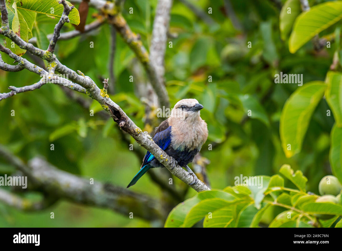 Blue-bellied roller (Coracias cyanogaster) perched in tree, native to Africa Stock Photo