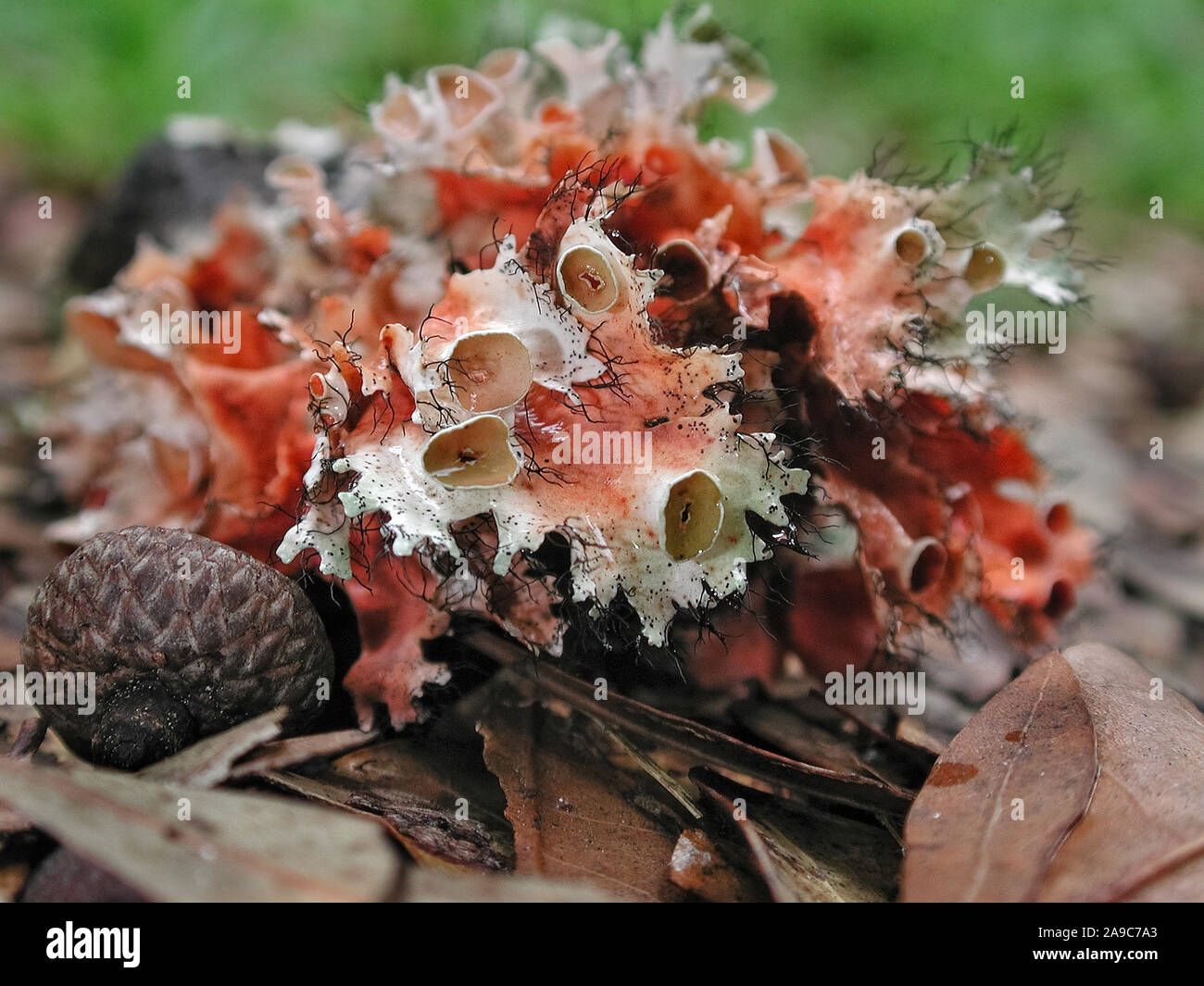 Lichens are organisms containing symbiotic relationships or colonies of algae and fungus. Stock Photo