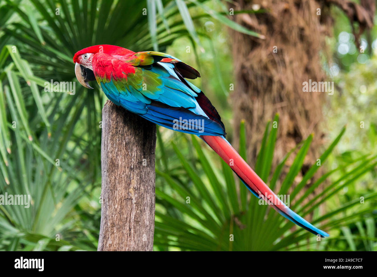 Red-and-green macaw / green-winged macaw (Ara chloropterus) perched in tree, native to northern and central South America Stock Photo