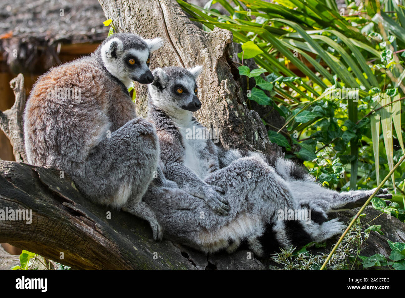 Ring-tailed lemur (Lemur catta) pair in forest, primate native to Madagascar, Africa Stock Photo