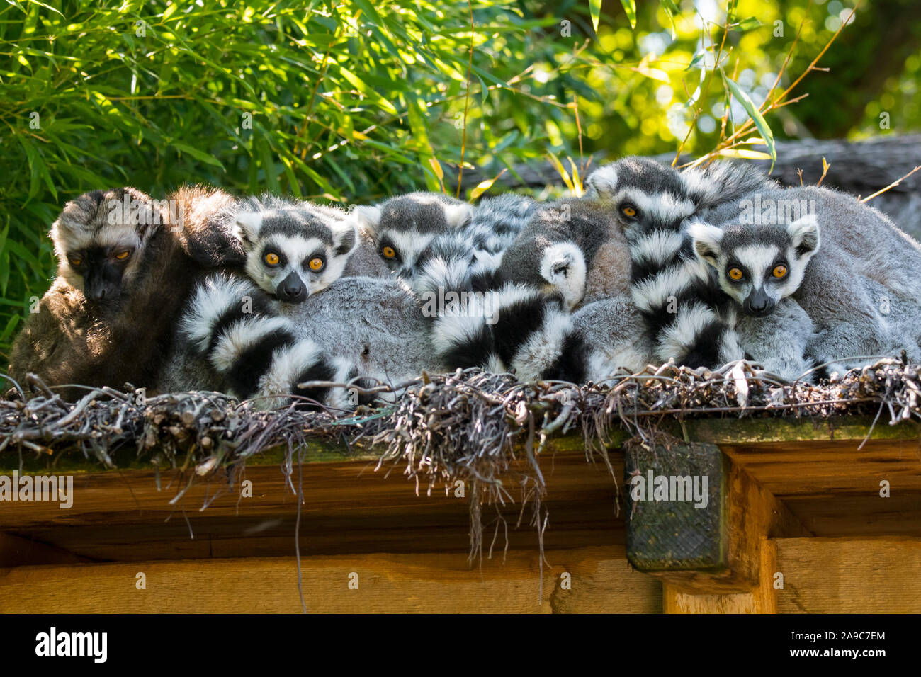 Troop / group of ring-tailed lemurs (Lemur catta) resting of roof, primates native to Madagascar, Africa Stock Photo
