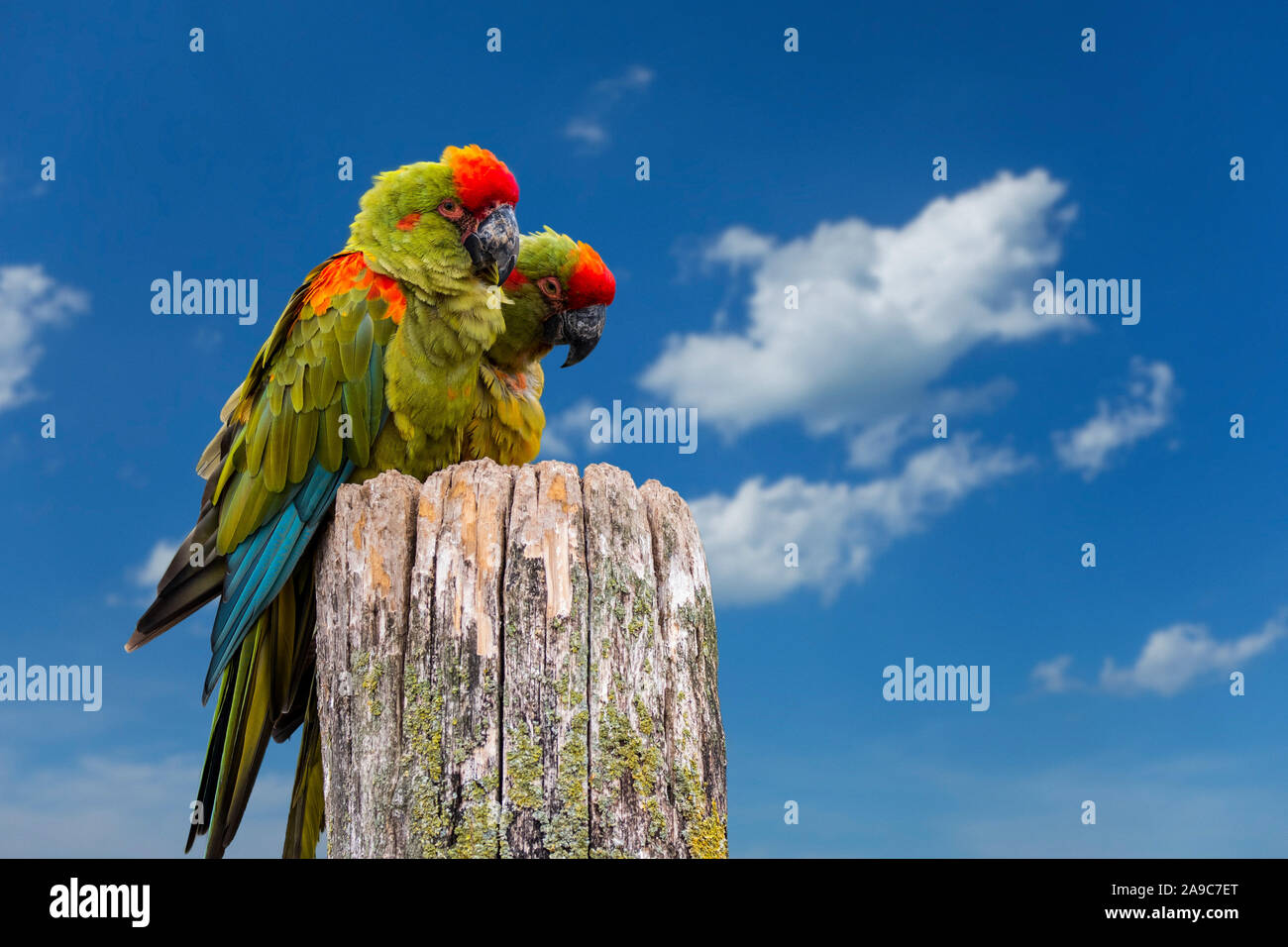 Red-fronted macaw / Lafresnaye's macaws (Ara rubrogenys) couple native to semi-desert mountainous area of Bolivia Stock Photo