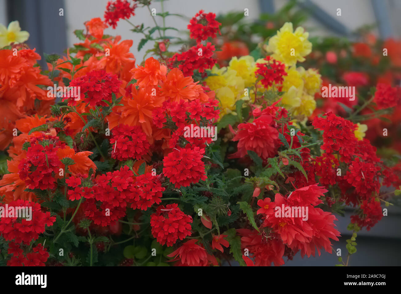 Summer hanging baskets in red and yellow using Verbena and Begonia Stock Photo