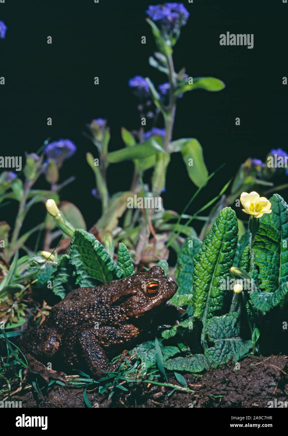 COMMON TOAD Bufo bufo amongst Primrose and Forget-me-nots. Wild area allocation of a managed garden. Stock Photo