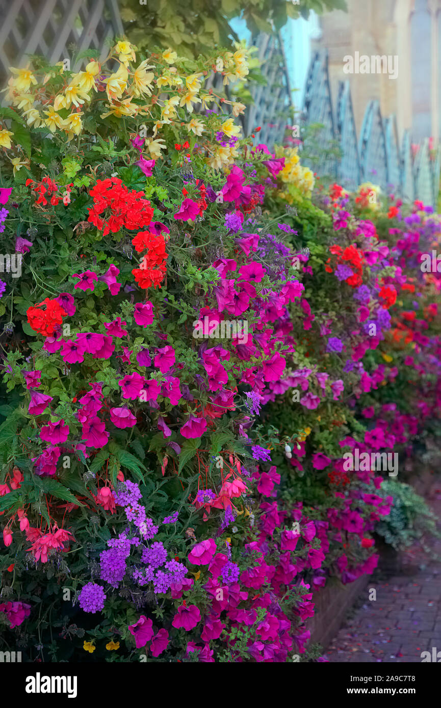 Hanging baskets in Blue, Purple, Red and Yellow to enhance and transform  the appearance of an urban courtyard - using Petunia, Pelargonium, Verbena a Stock Photo
