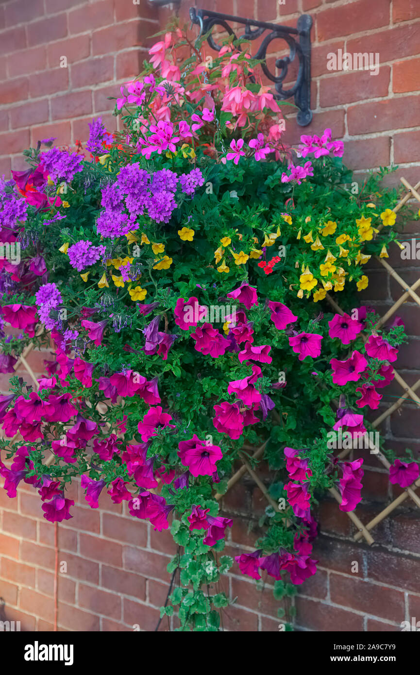 Hanging baskets in Blue, Purple, Red and Yellow to enhance and transform  the appearance of an urban courtyard - using Petunia, Pelargonium, Verbena a Stock Photo