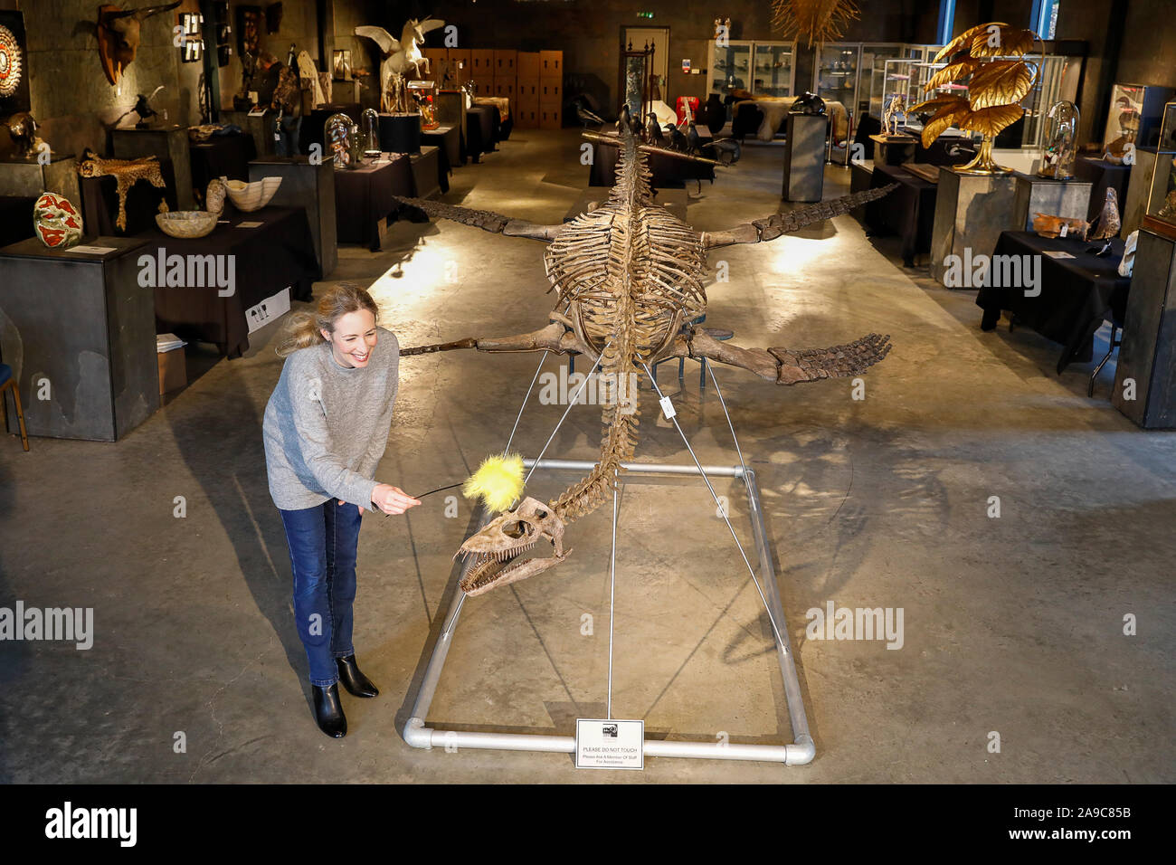 Stane Street, Billingshurst. 14th November 2019. A set of very rare artefacts for sale at Summer's Place Auctions in Billingshurst, West Sussex, as part of their ‘Evolution' collection. Lindsay Hoadley of Summer's Place Auctions Ltd poses with an extremely rare Plesiosaur, Cryptclidus eumymerus, which is expected to fetch £25000 to £40000 at auction. This specimen was found in Oxford clay near Peterborough and dates to the Jurassic period. Credit: james jagger/Alamy Live News Stock Photo