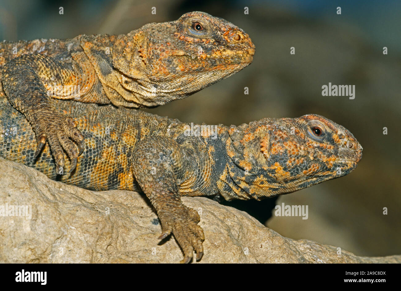 NIGER SPINY-TAILED LIZARDS (Uromastyx geyri).  Distribution, Sahara, Niger. Zoological collection. Management. Care. Stock Photo