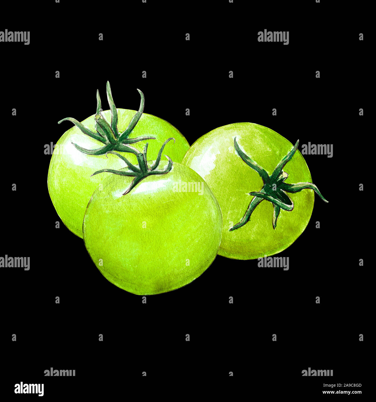 tomato watercolor illustration on black background Stock Photo - Alamy