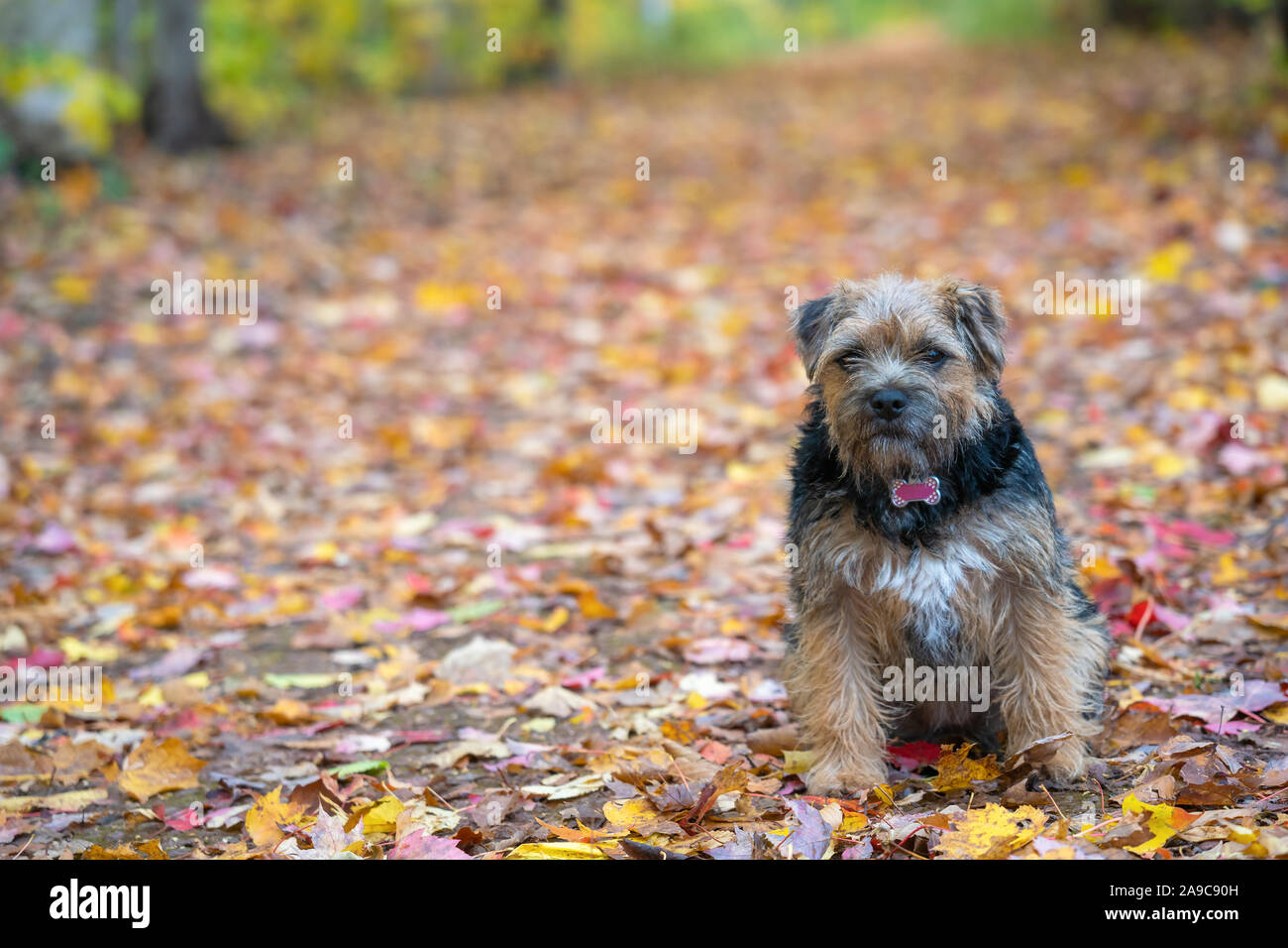 Border terrier pup waiting patiently in the fall leaves. Stock Photo