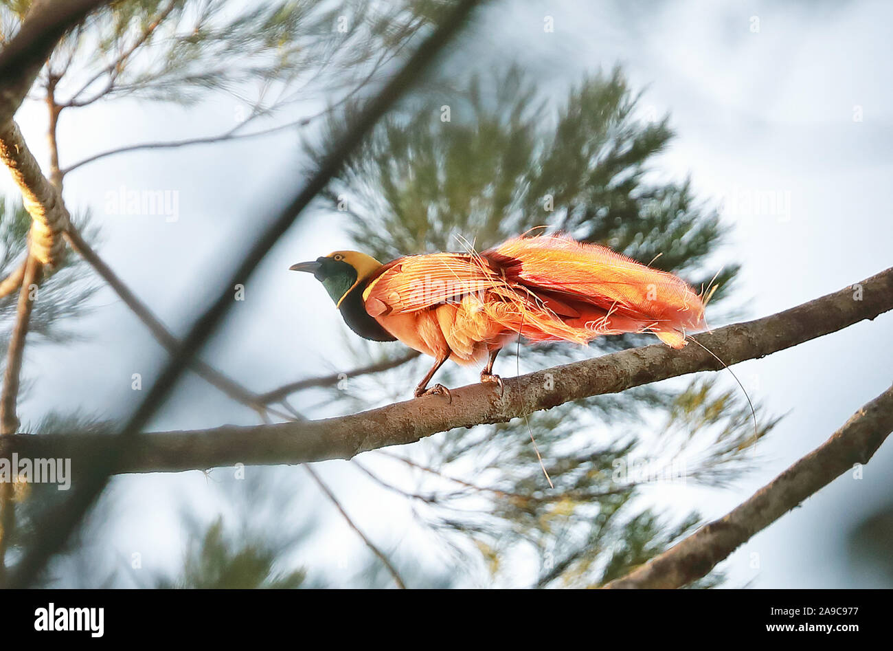 Raggiana Bird-of-paradise (Paradisaea raggiana) adult male perched on branch  Varirata National Park, Papua New Guinea      June Stock Photo