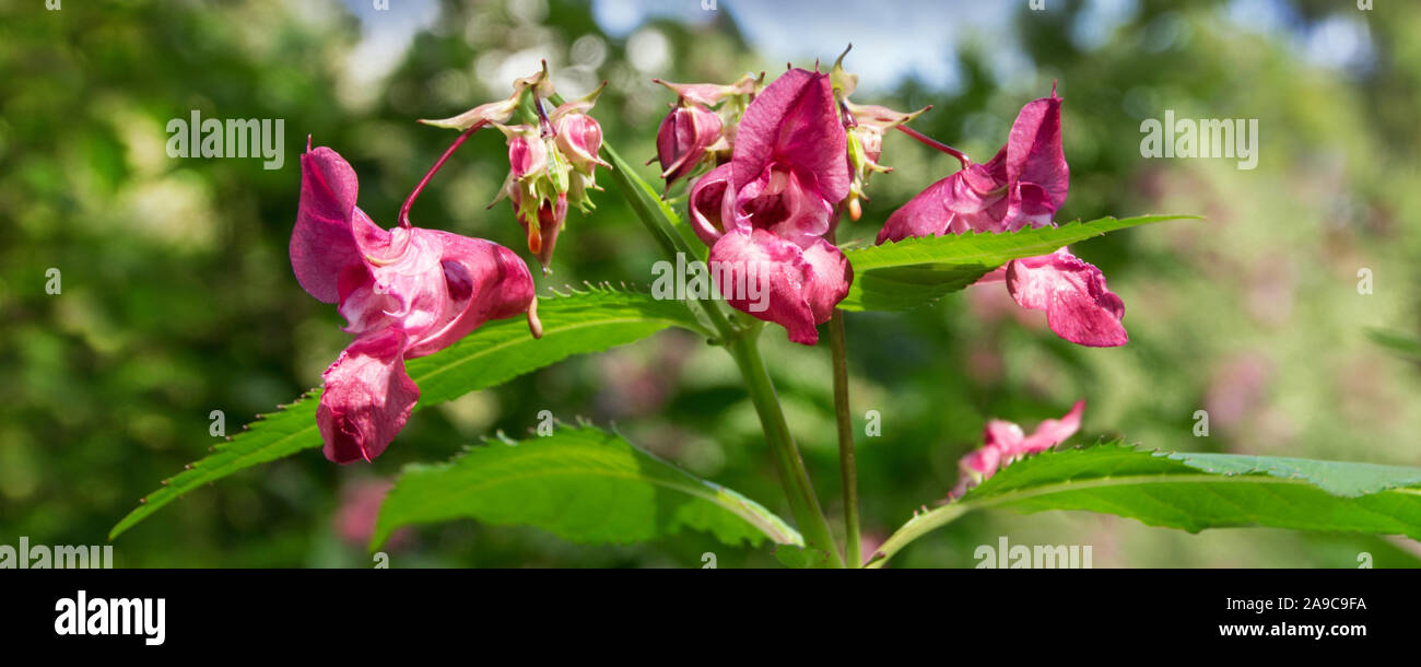 Indian impatiens glandulifera plant close up Stock Photo