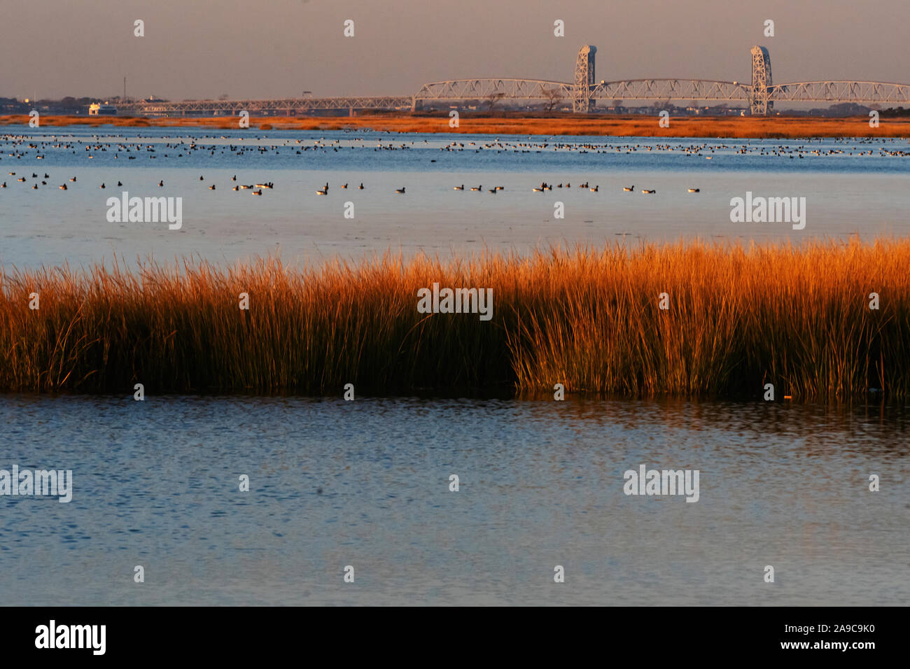 Salt marsh grasses in autumn at Jamaica Bay Wildlife Refuge Stock Photo