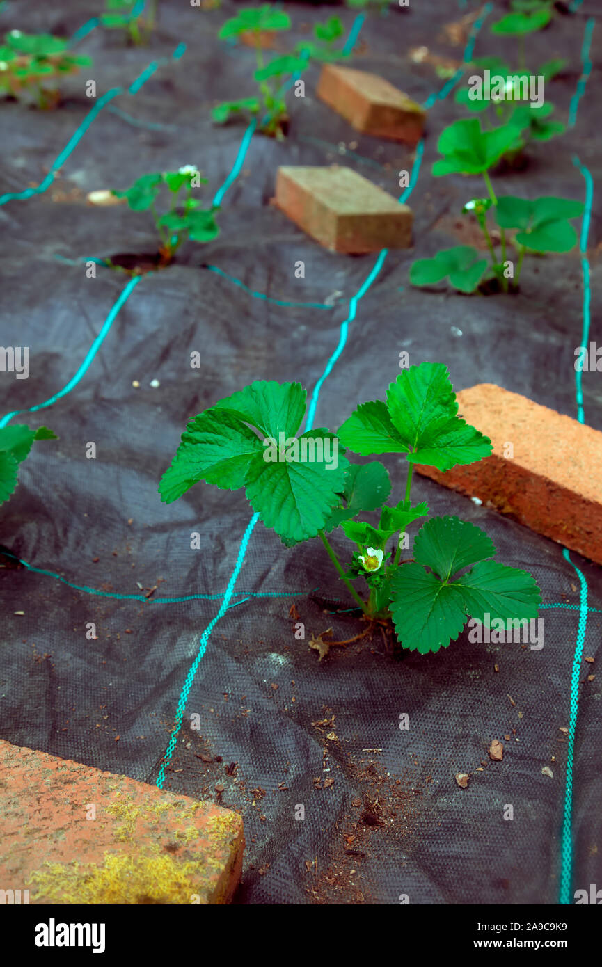Cold Store strawberries planted through Mypex ground cover in July and