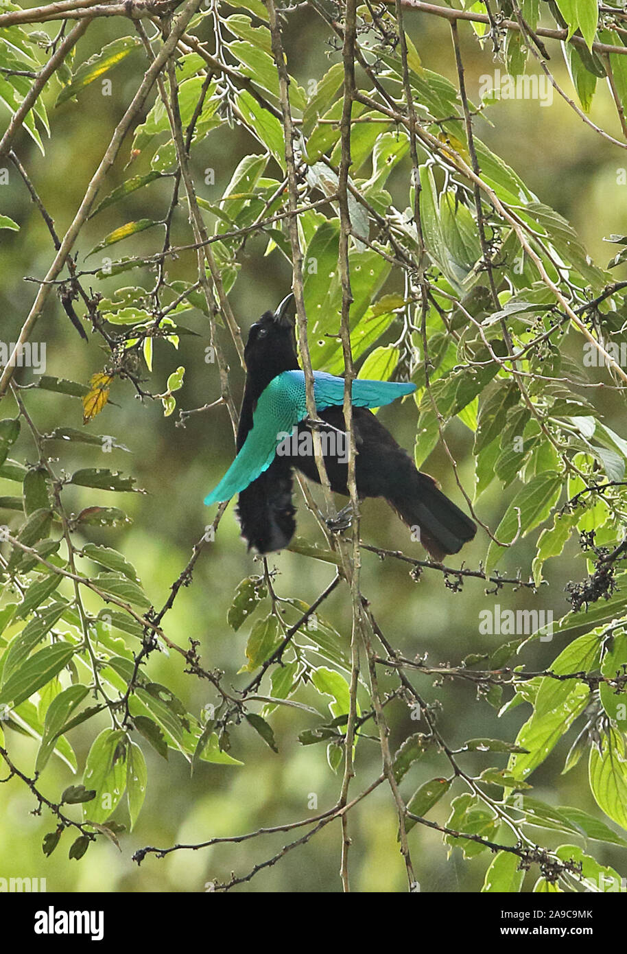 Superb Bird-of-paradise (Lophorina superba) adult male displaying in tree  Kumul area, Papua New Guinea                      July Stock Photo