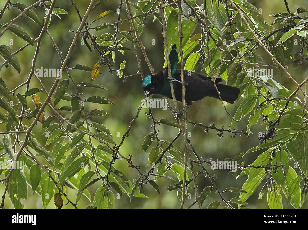 Superb Bird-of-paradise (Lophorina superba) adult male perched on branch displaying  Mount Hagen, Papua New Guinea                  July Stock Photo