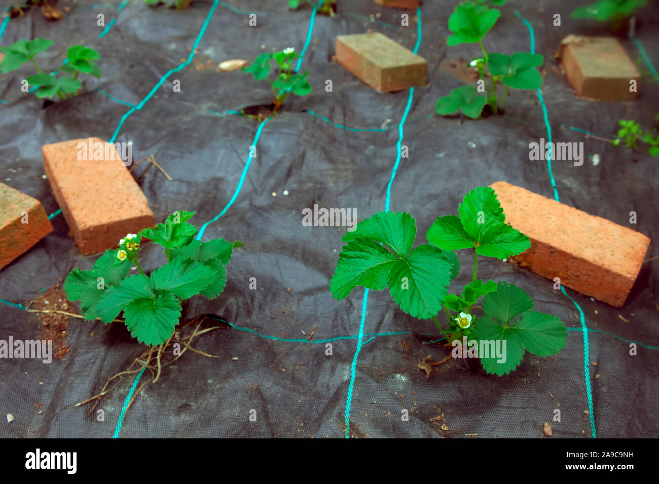Cold Store strawberries planted through Mypex ground cover in July and