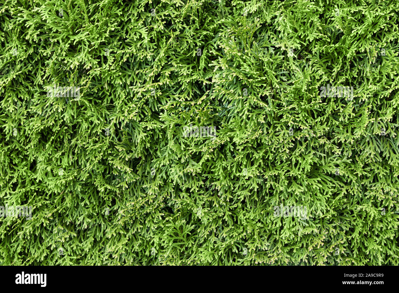 Green Thuja garden plant close up Stock Photo