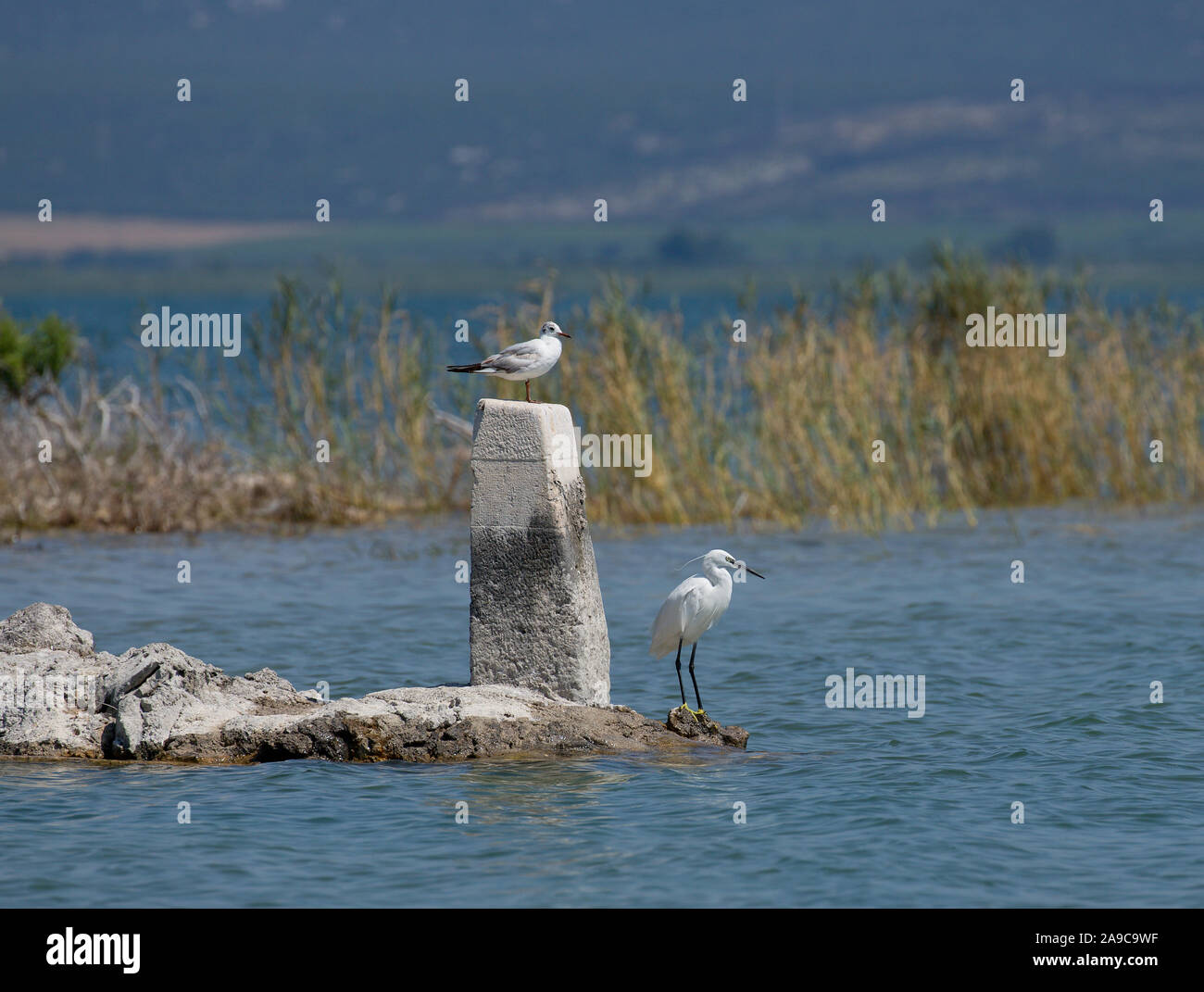 birds, The white heron and seagull are looking forward together Croatia Stock Photo