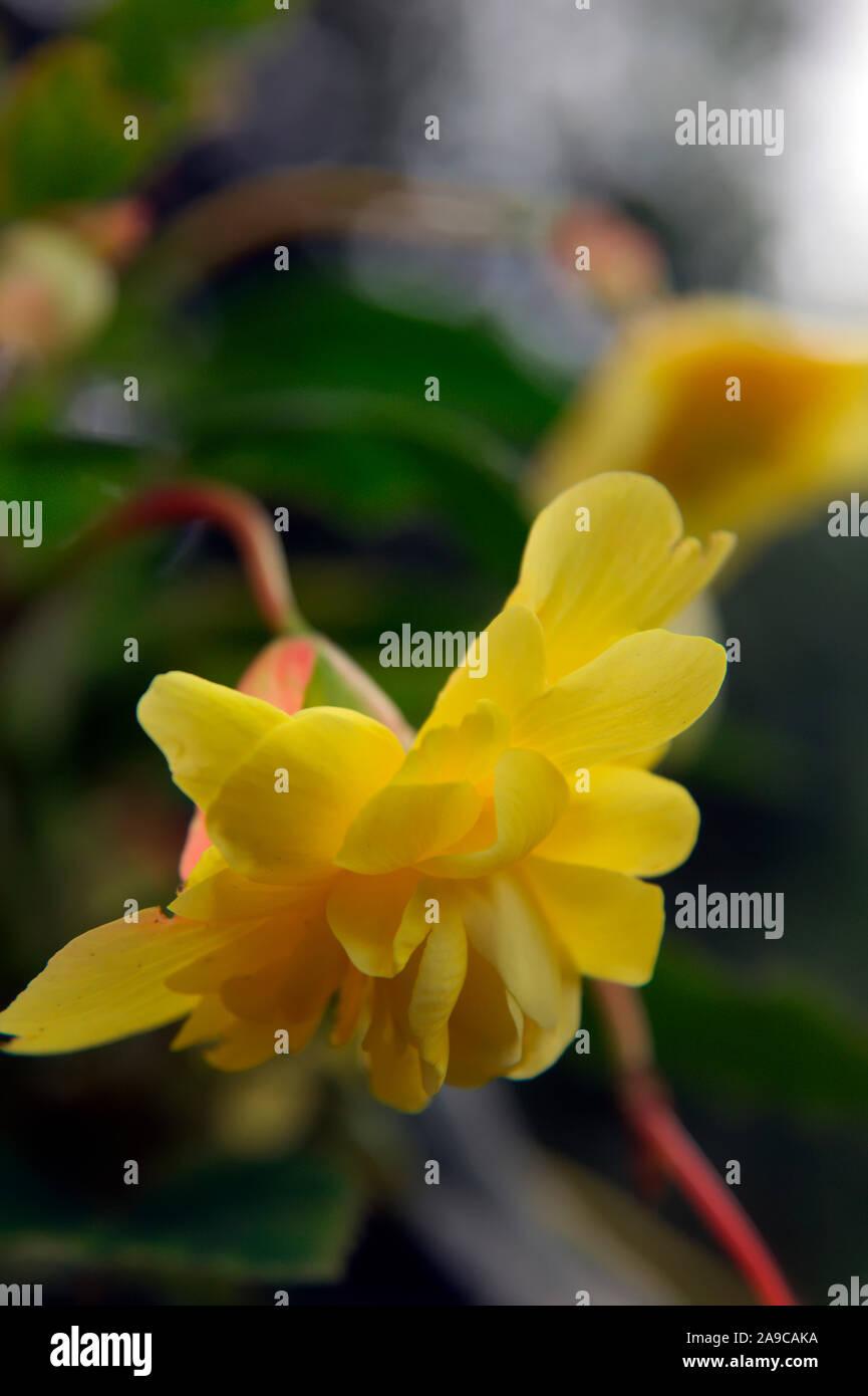 Begonia 'Tenella Yellow' Stock Photo
