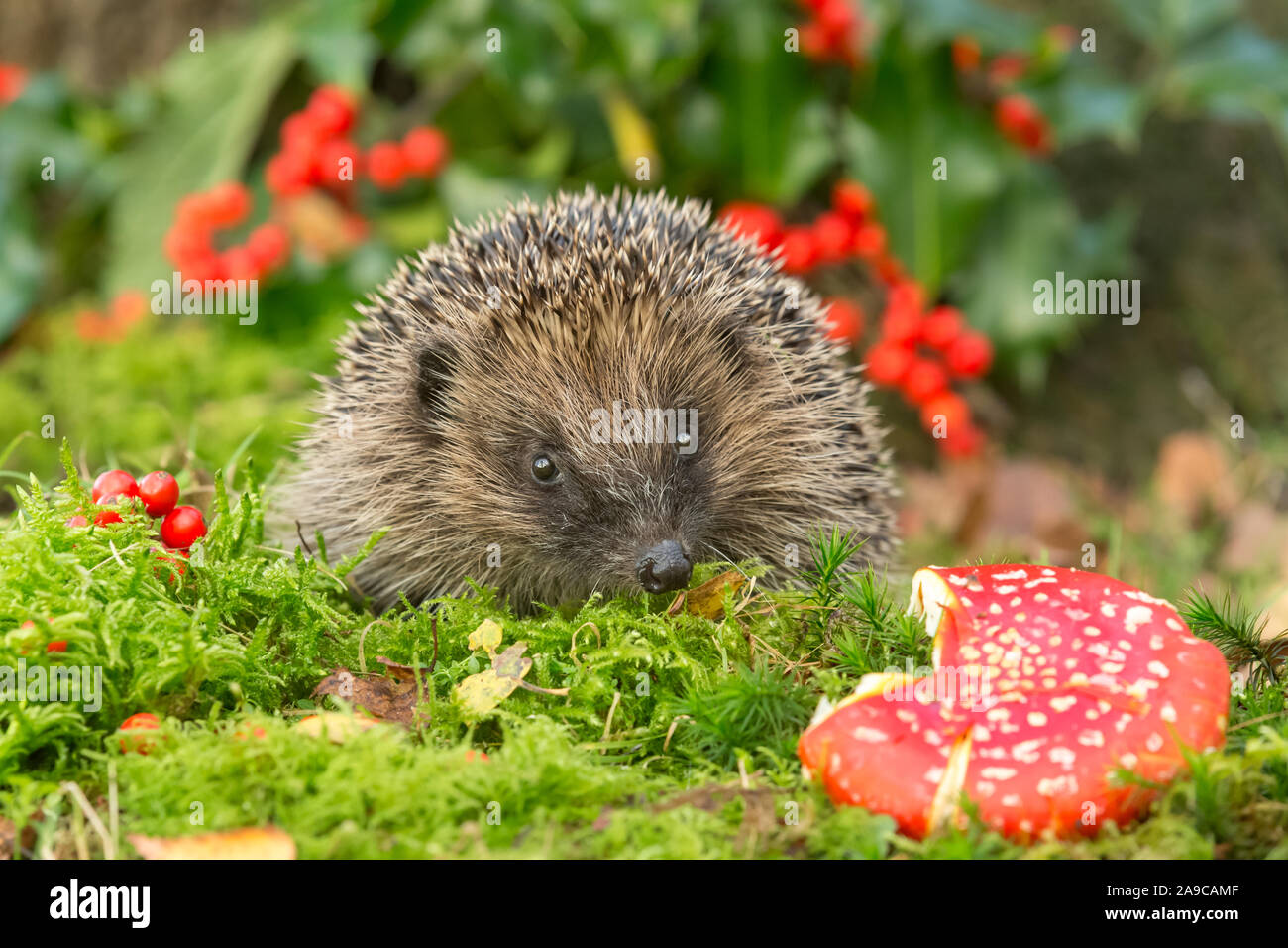 Hedgehog, (Scientific name: Erinaceus Europaeus) wild, native, European hedgehog with red Fly Agaric toadstool, red Holly berries and green moss. Stock Photo