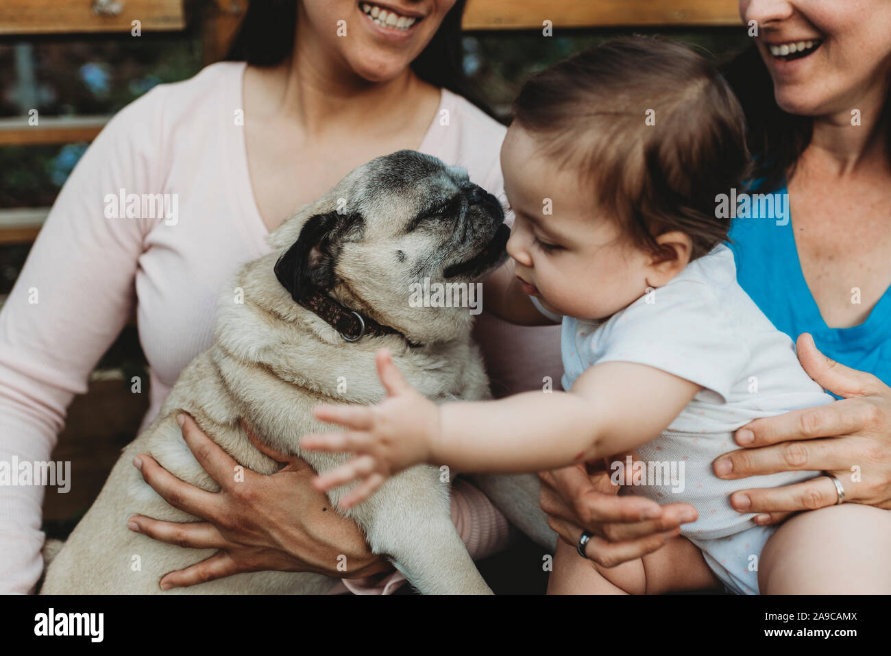 Baby girl with two smiling moms reaching for pet Pug Stock Photo