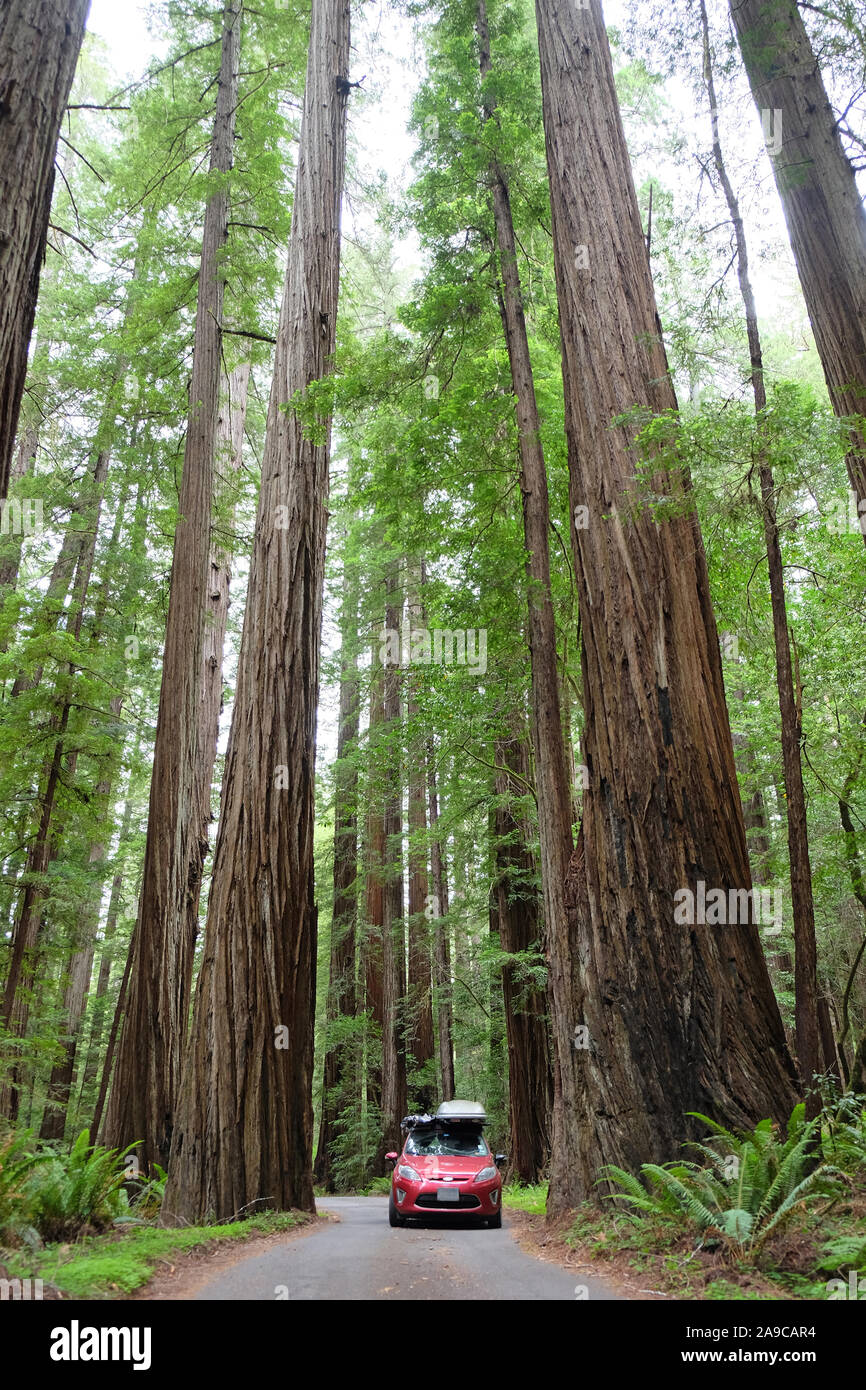 Driving Through the Redwoods in a Small Red Car Stock Photo