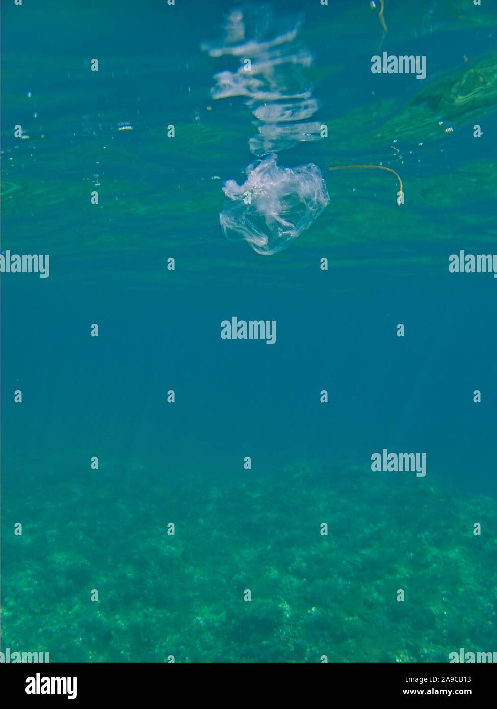 Clear plastic bag polluting our ocean Stock Photo Alamy