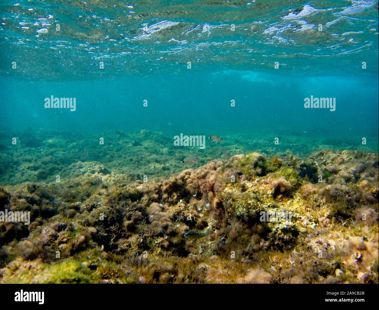Underwater seascape showing rocky seabed Stock Photo Alamy