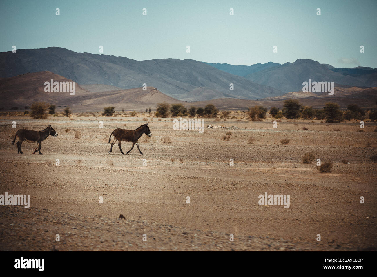 Donkeys In High Atlas High Resolution Stock Photography and Images - Alamy