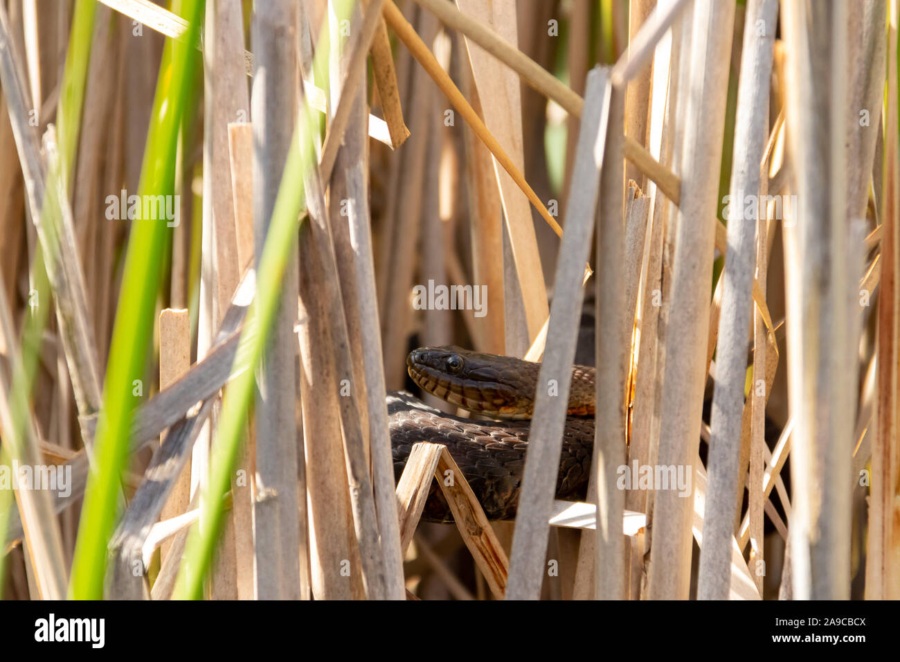 Northern Water Snake basking in dry reeds Stock Photo Alamy