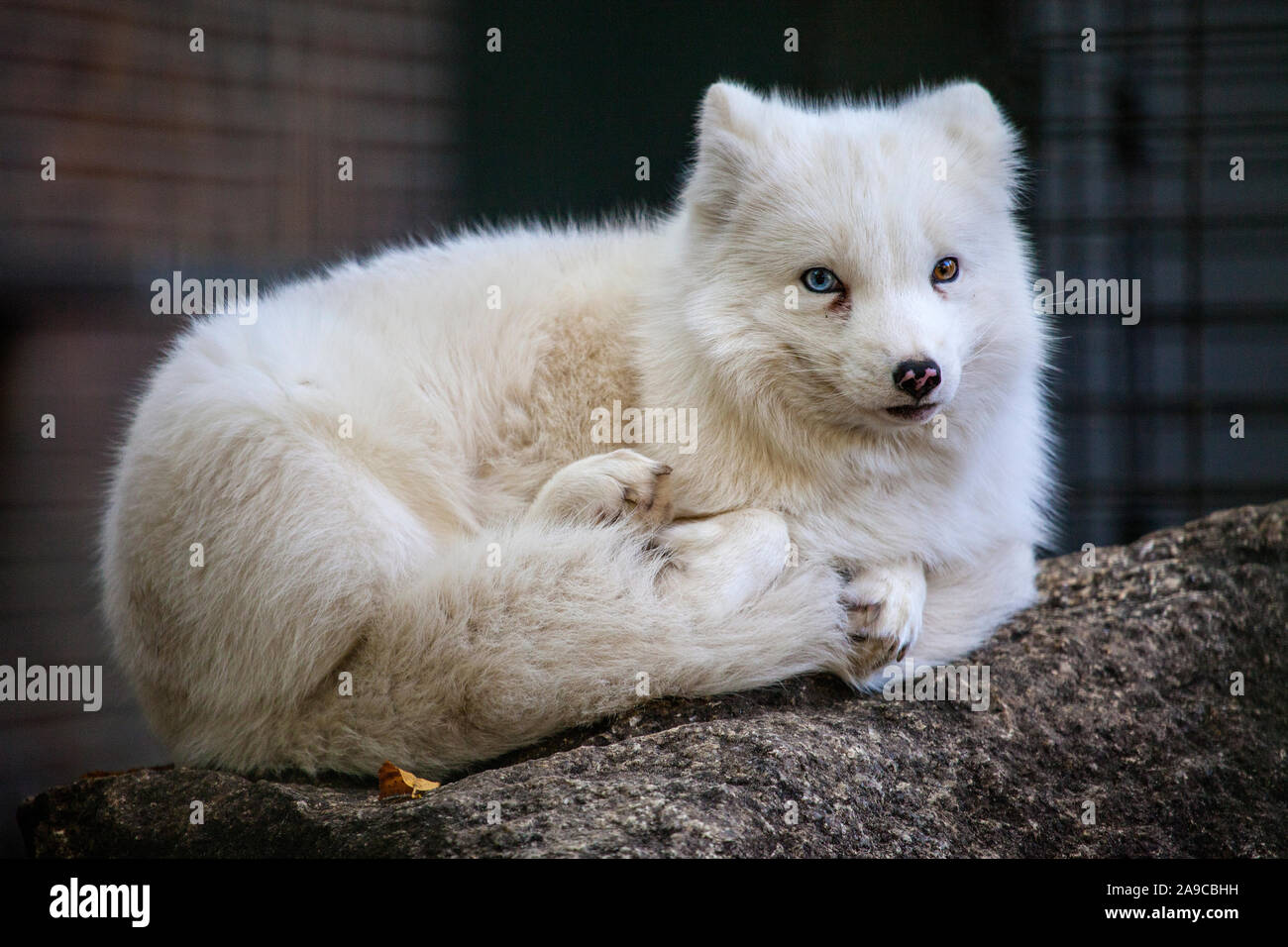 An Arctic Fox in captivity. Although not common within its species, this fox has Heterochromia which creates two different colored eyes. Stock Photo