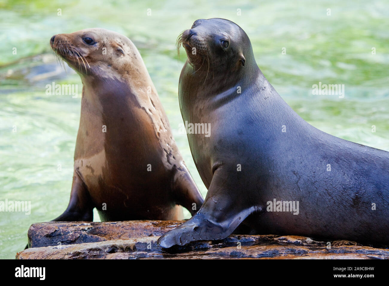 A view of two Sea Lions in captivity Stock Photo Alamy