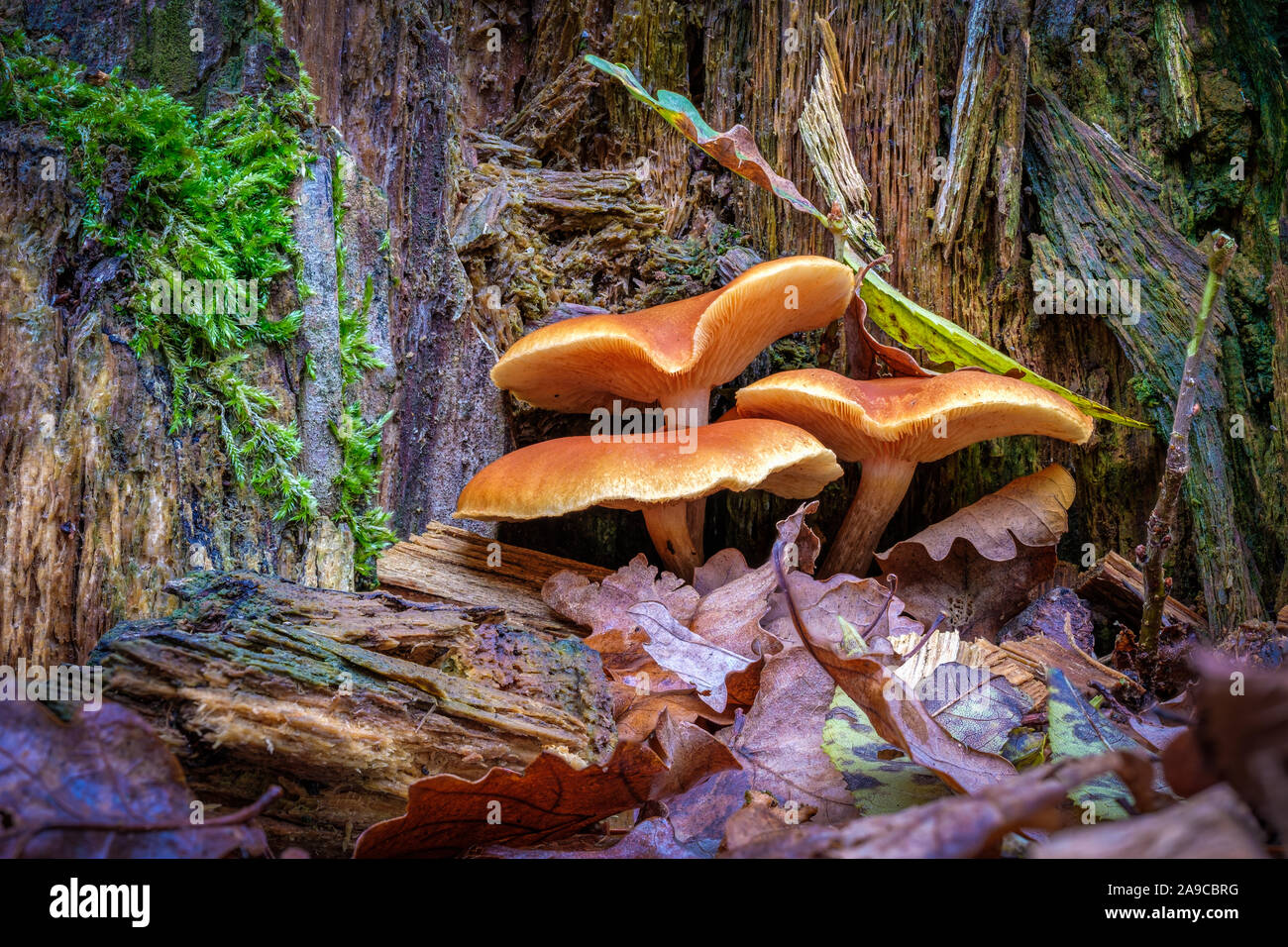 Group of three orange-brown large mushrooms at the base of a rotting tree stump Stock Photo