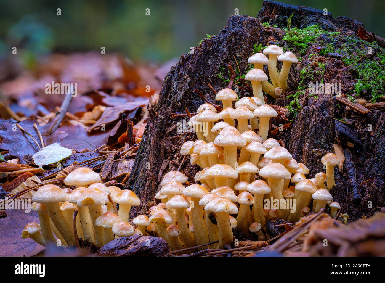 Small mushroom village in front of an old tree stump Stock Photo